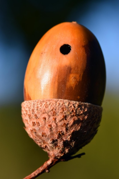 기생충의 공격을 받은 떡갈나무(Quercus robur)의 도토리