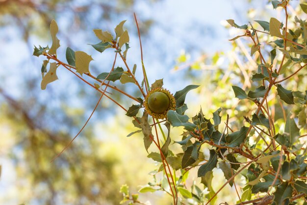 Acorn on a tree branch in the autumn forest