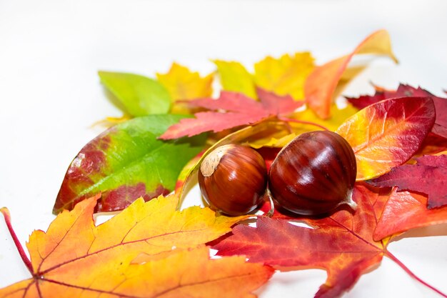 Acorns autumn maple leaves autumn landscape Autumn still life