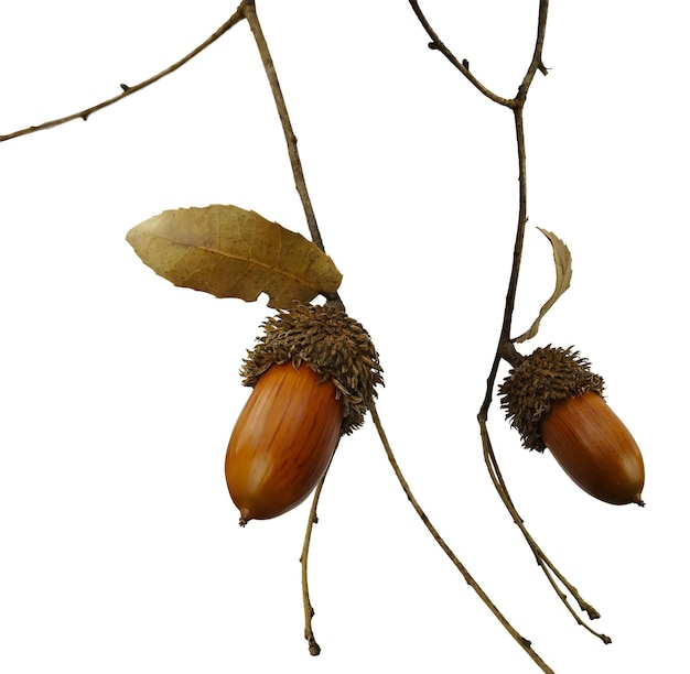 Acorns on a branch with a leaf isolated on a white background