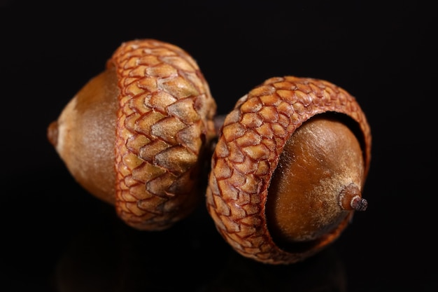 Acorns on a dark