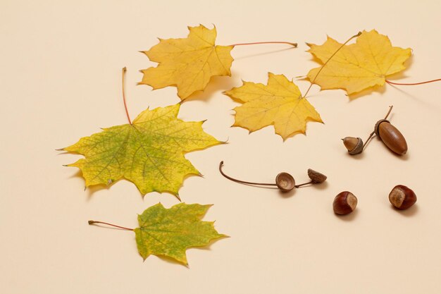 Acorns and dry yellow maple leaves on the beige background Top view