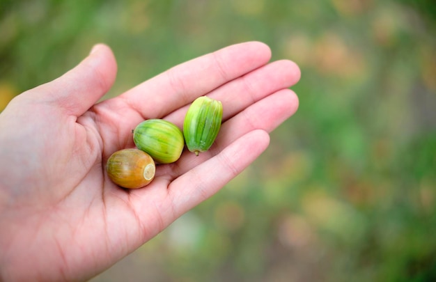 Acorns in hands 3 nuts