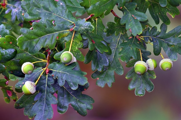 Acorns and leaves of the Pedunculated Oak Quercus robur