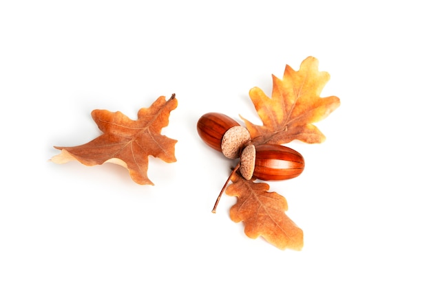 Acorns and oak leaves are isolated on a white background. High quality photo