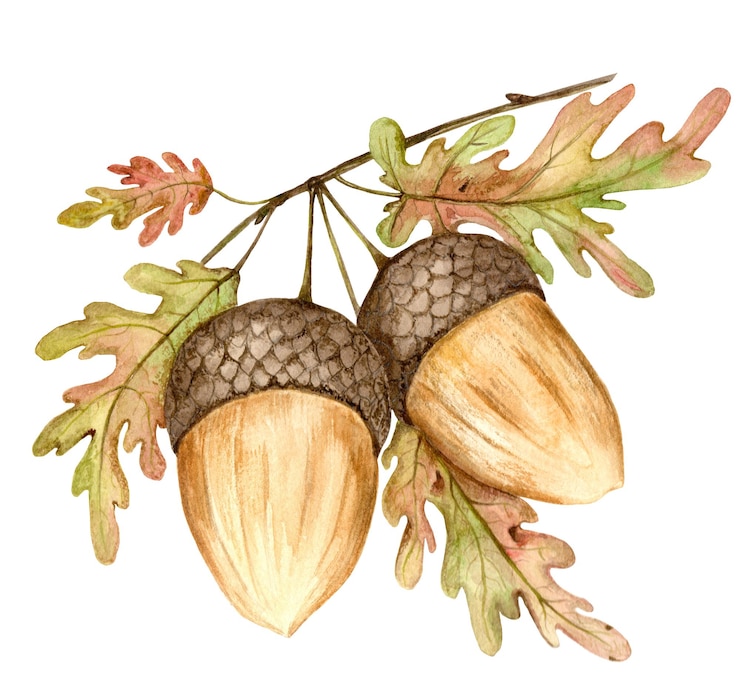 Photo acorns and oak leaves on a branch are painted in watercolor the illustration is drawn by hand suitable for postcards clip art textiles and decoration packaging and scrap paper