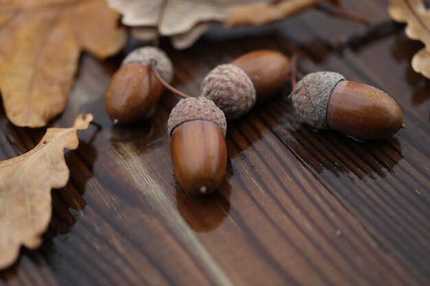 acorns and oak leaves on wooden wet background with copy space