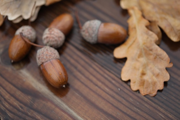 acorns and oak leaves on wooden wet background with copy space