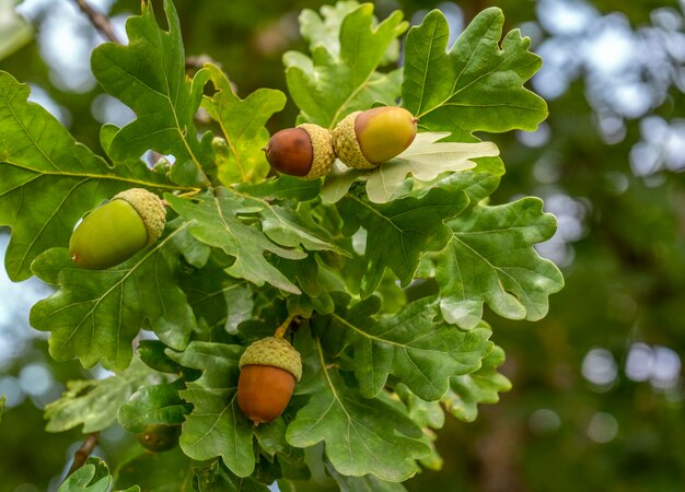 Acorns and oak leaves