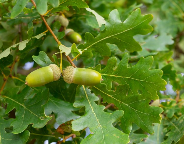 Acorns and oak leaves