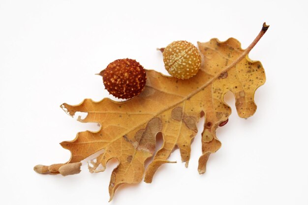 Acorns oak leaves