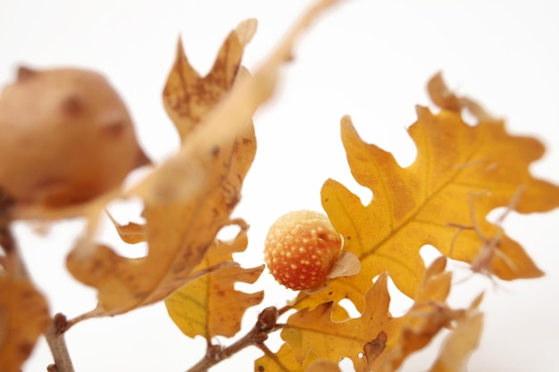 Acorns oak leaves