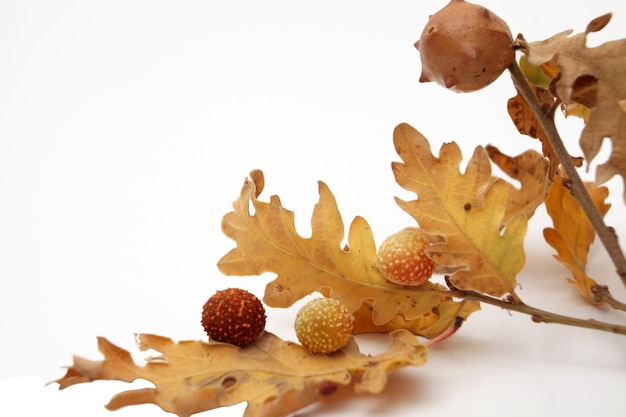 Acorns oak leaves