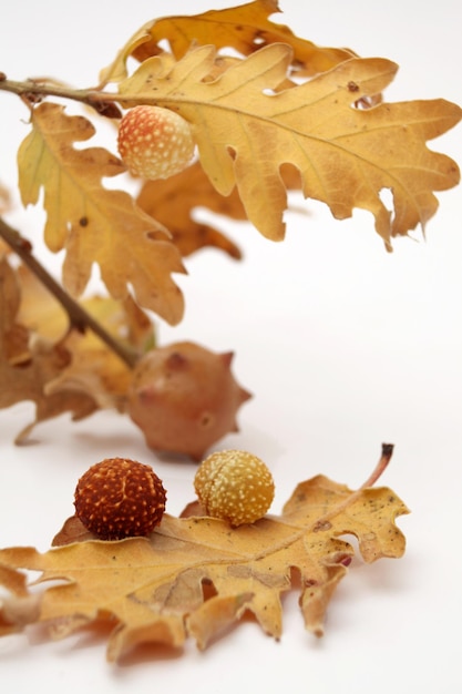 Acorns oak leaves