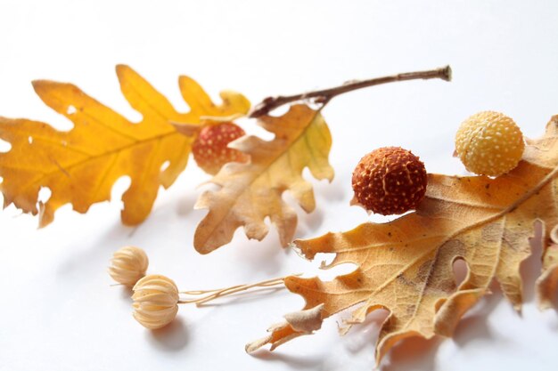 Acorns oak leaves