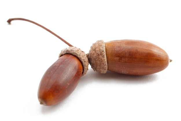 Acorns of oak tree isolated on white background. Natural food.