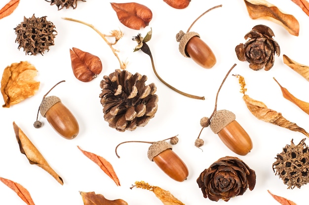 Acorns and pine cones isolated on a white background