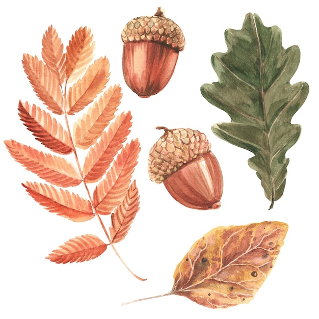 Acorns and rowan leaves oak leaf on a white background Watercolor illustration Isolate