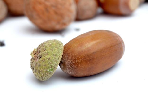 Photo acorns on the white background