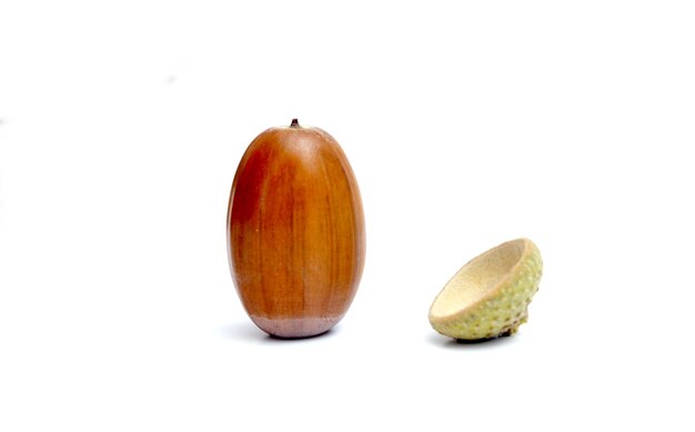 Photo acorns on the white background