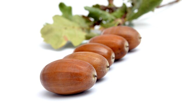 Photo acorns on the white background