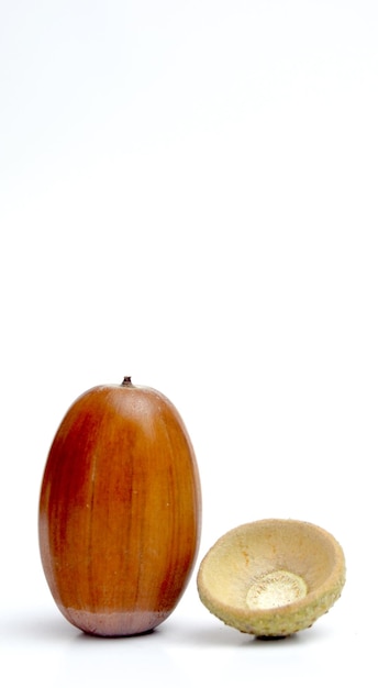 Acorns on the white background