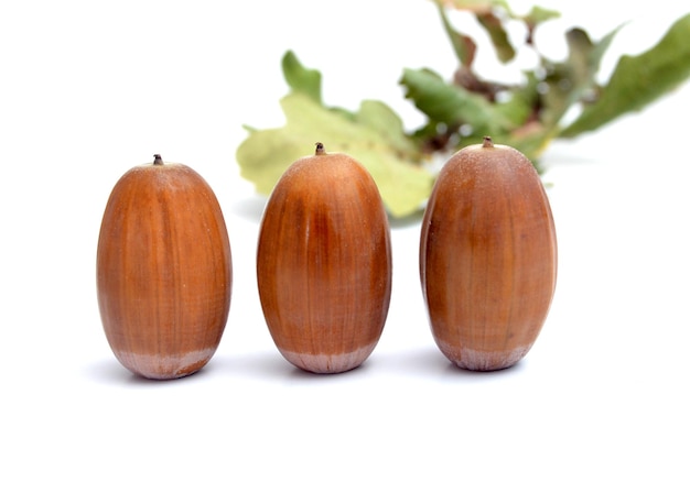 Photo acorns on the white background