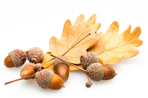 Acorns with Brown Oak Leaves