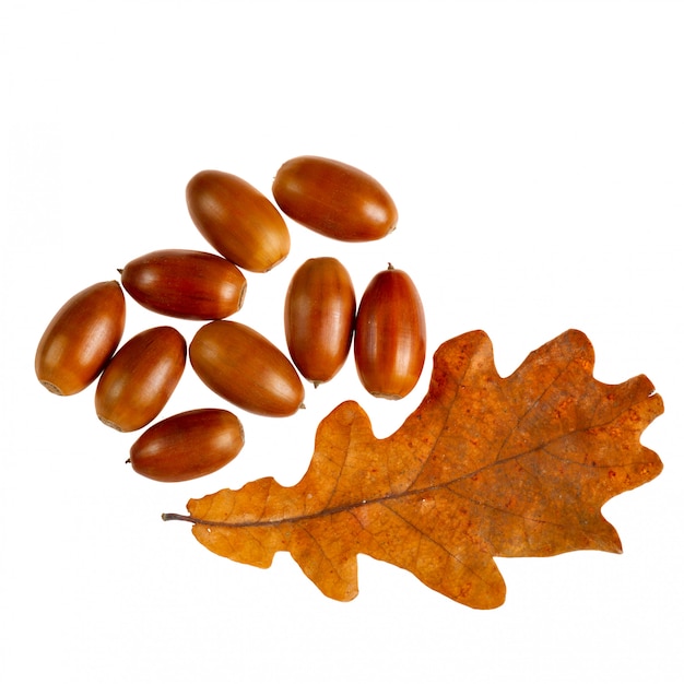 Photo acorns with an oak leaves