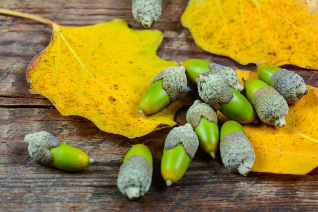 Acorns on a wooden background