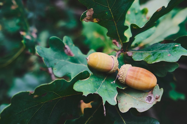 acorns