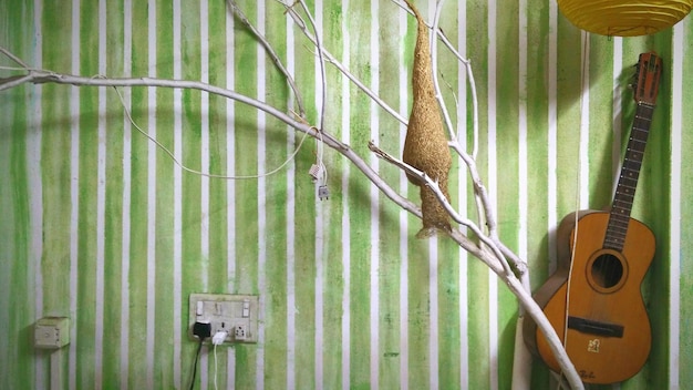 Acoustic guitar and nest against wall at home