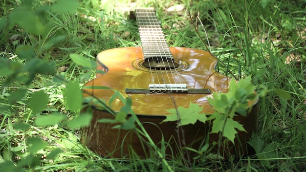 Acoustic guitar in the woods