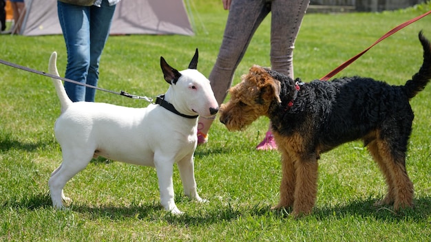 Acquaintance of terrier dogs of different breeds Welsh and bull terrier