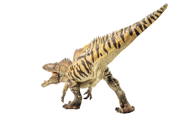 흰색 바탕에 Acrocanthosaurus 공룡