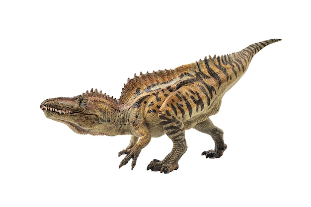 Acrocanthosaurus-dinosaurus op witte achtergrond