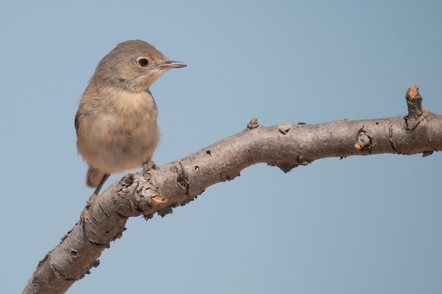 Acrocephalus scirpaceus the common carrisier ave family acrocephalidae