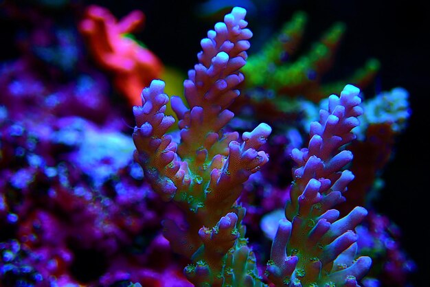 Acropora sp. short stony coral in reef aquarium tank