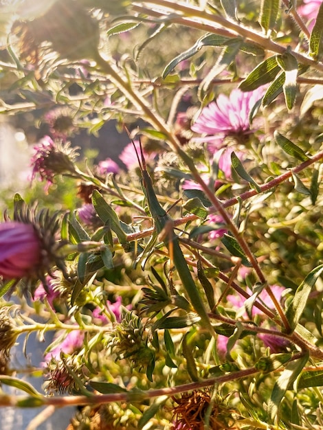 AcrydaAcrida二色の緑のイナゴが咲く紫色のアスターの花の茂みに隠れて覆い隠している