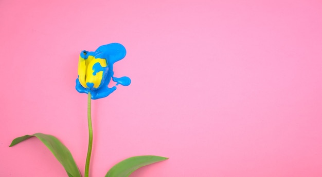 노란색 튤립 꽃에 떨어지는 아크릴 색 파란색은 투명한 분홍색 배경에 평평하게 놓여 있습니다.