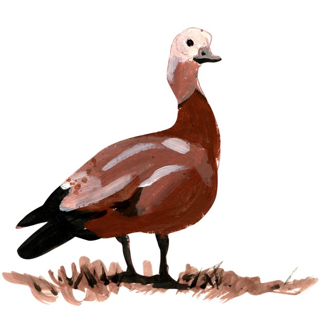 Acrylic illustration of ruddy shelduck