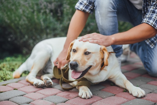 Foto actieve, glimlach en gelukkige labrador retriever-hond buiten in graspark