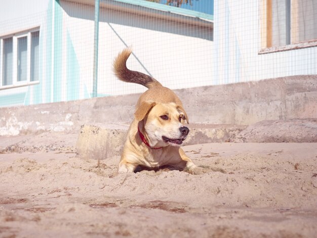 Actieve hond spelen op het strand