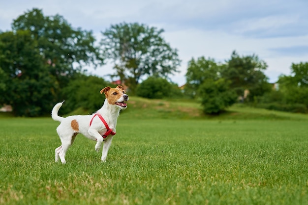 Actieve schattige hond die op gazon met groen gras loopt