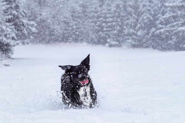 Actieve zwarte hond rennen en spelen in diepe sneeuw Winterwandelingen met huisdieren