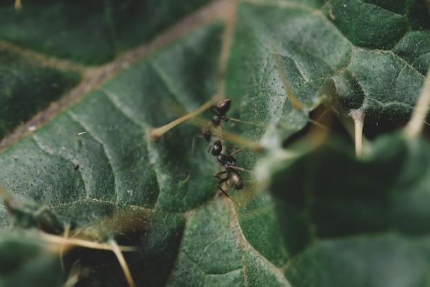 개미의 행동, 잎에 두 마리의 개미가 닫힙니다.