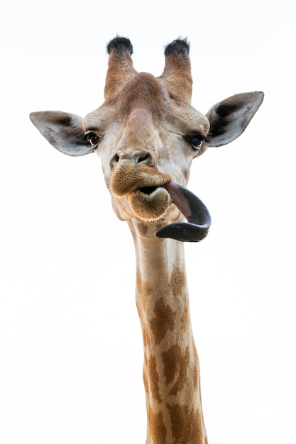 Action of the giraffe is tongue on white 