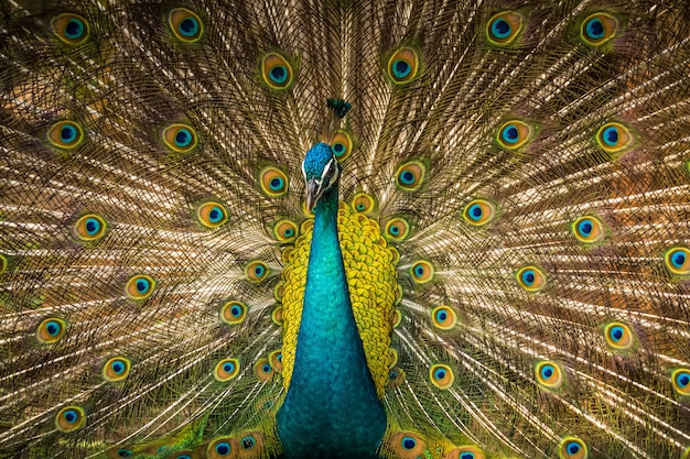 Action and movement of peacock.