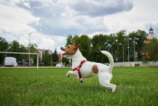 Active cute dog running on lawn with green grass