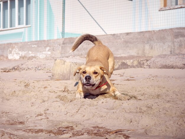 Active dog playing on the beach